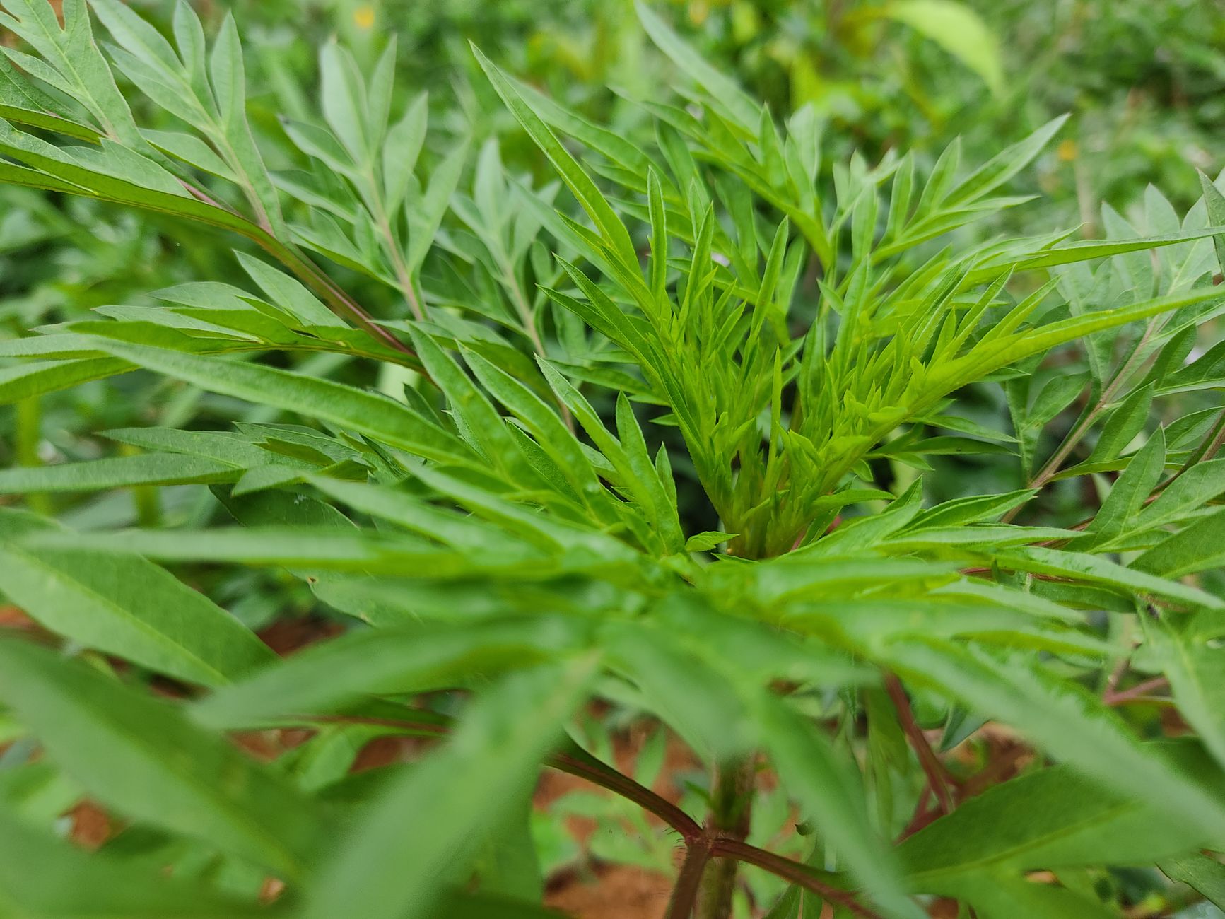 Water Pepper Natural Herb