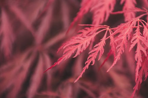 Selective Focus Photography Of Red Leaves