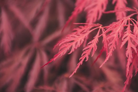 Macro shot of delicate pink Japanese maple leaves with intricate patterns.