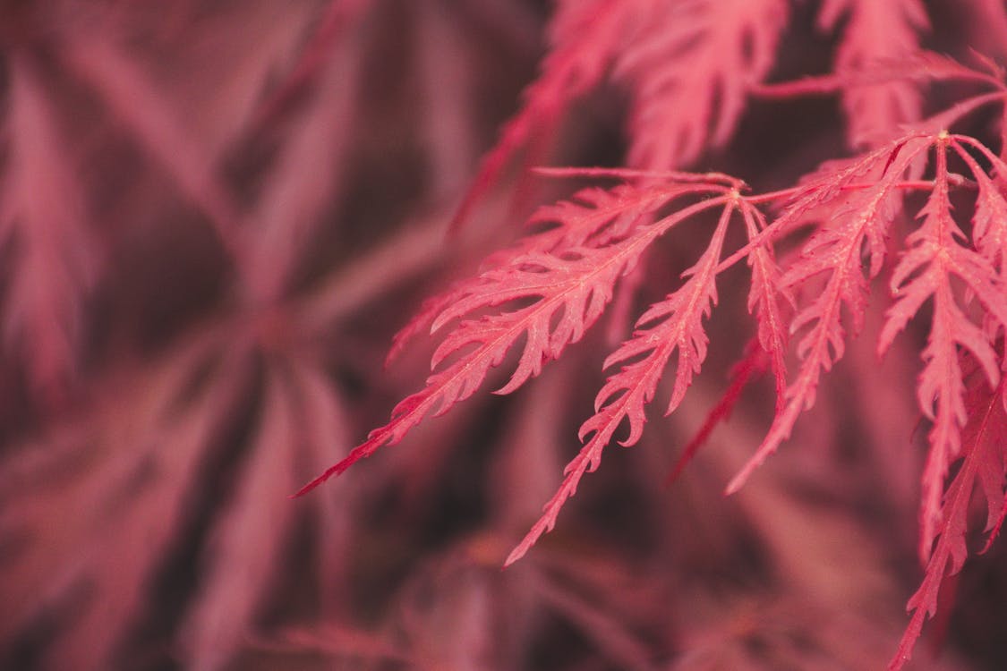 무료 붉은 잎의 선택적 초점 사진 스톡 사진