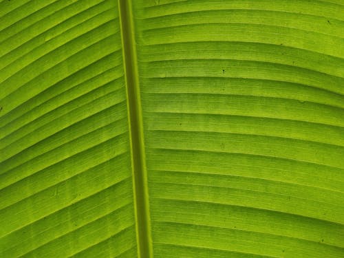 Fotobanka s bezplatnými fotkami na tému banánovníkový list, zelená, zväčšenie