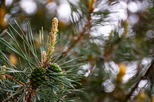 Foto Close Up Dari Pohon Pinus