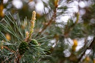 一张松树枝干的特写照片，展示了针叶和松果