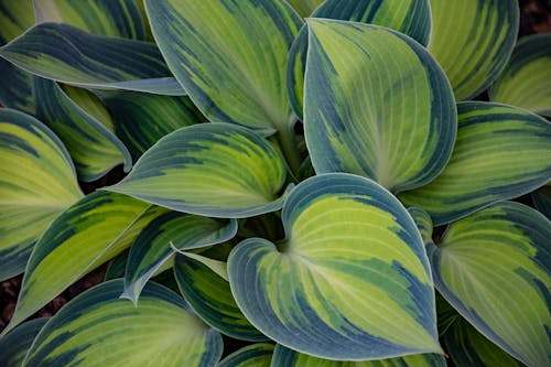 綠色和藍色的葉子植物