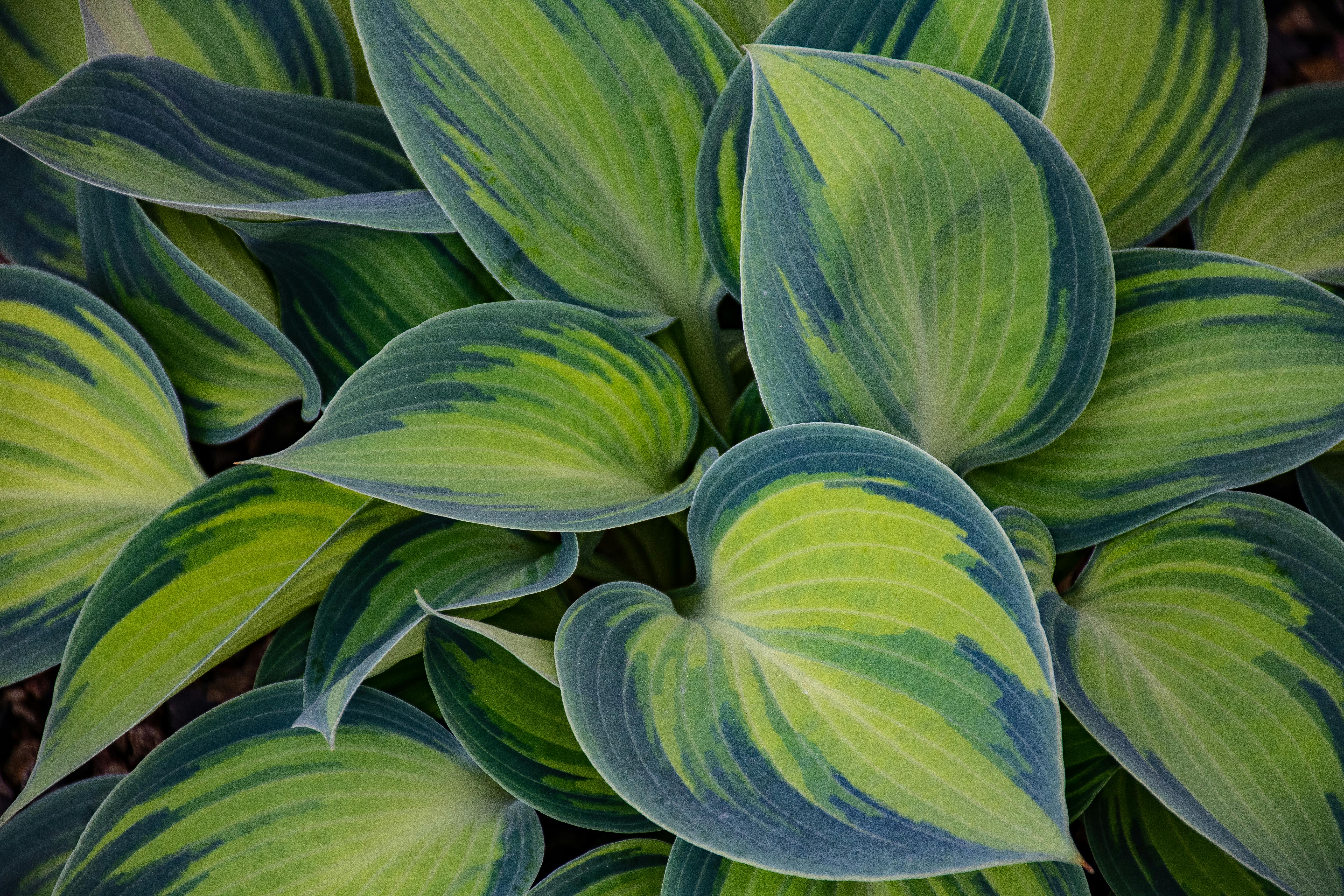 Green and Blue Leaf Plant · Free Stock Photo