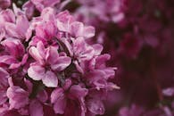 充满活力的粉红色樱花特写镜头中，精致的花瓣正盛开着