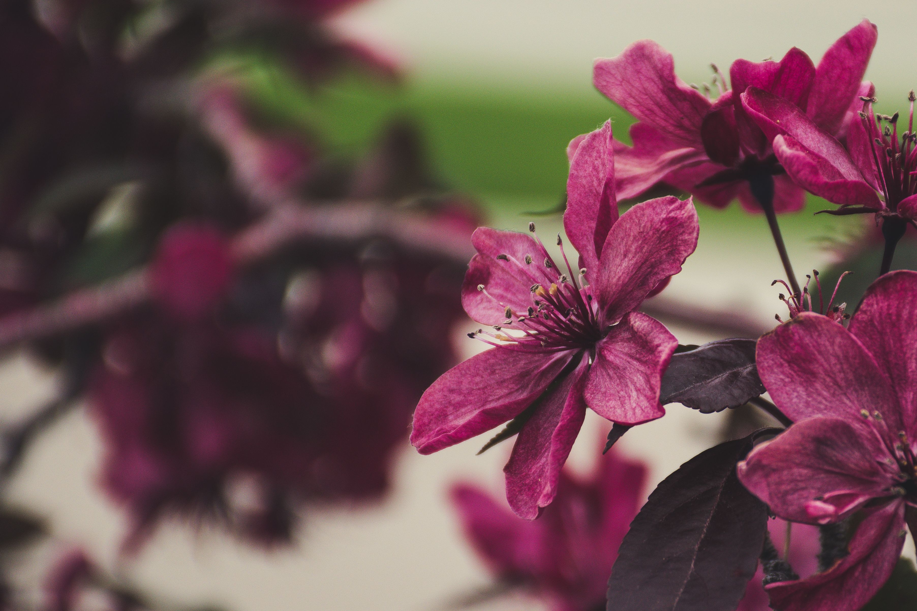 [ColoSach]-macro-shot-of-vivid-pink-blossoms-on-a-tree-branch,-highlighting-delicate-petals.