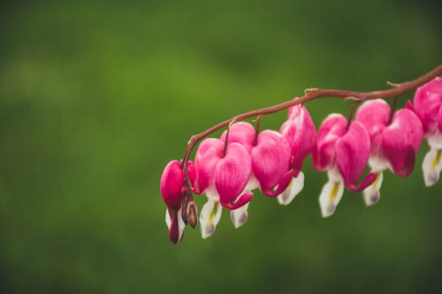 Gratis Bidikan Makro Bunga Merah Muda Dan Putih Foto Stok