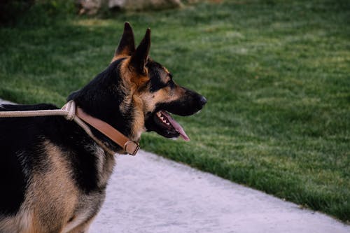 Erwachsener Deutscher Schäferhund