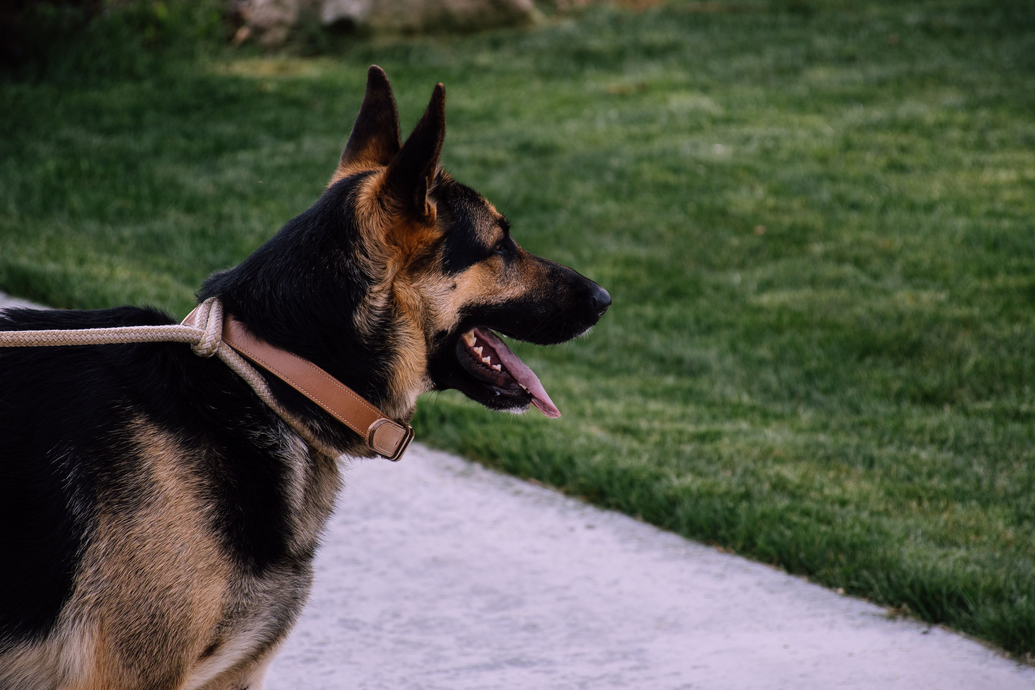 Erwachsener Deutscher Sch ferhund Kostenloses Stock Foto erwachsener-deutscher-sch-ferhund-kostenloses-stock-foto