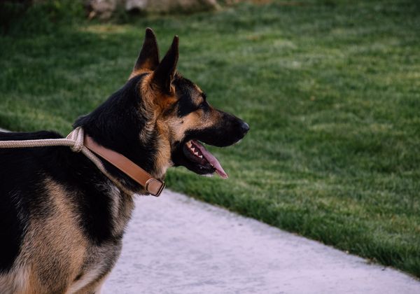 German Shepherd pulling hard on leash outdoors