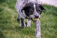 混血狗精力充沛地在草地上玩网球