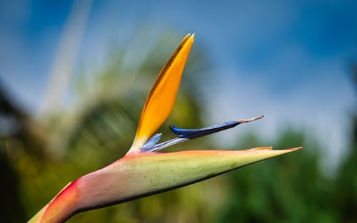 Close-Up Shot of Bird of Paradise Flower