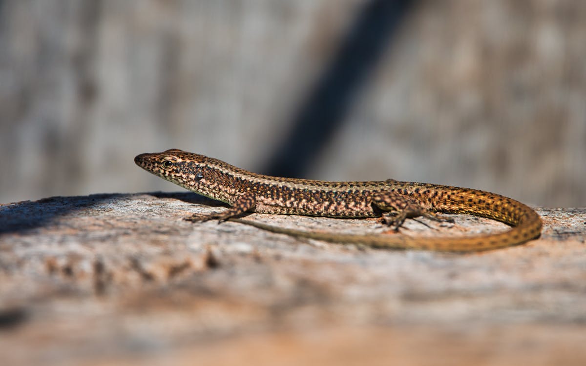 Madeiran Wall Lizard on the Rough Surface 