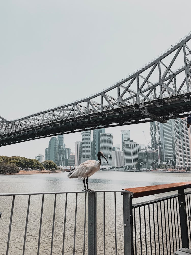 Bird On Barrier By River In City