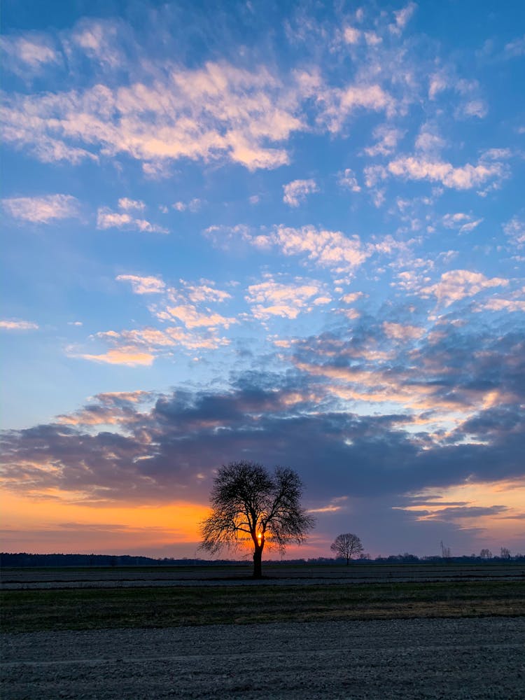 Single Tree On Field At Sunset