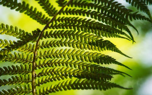 Free stock photo of close up focus, fern leaves