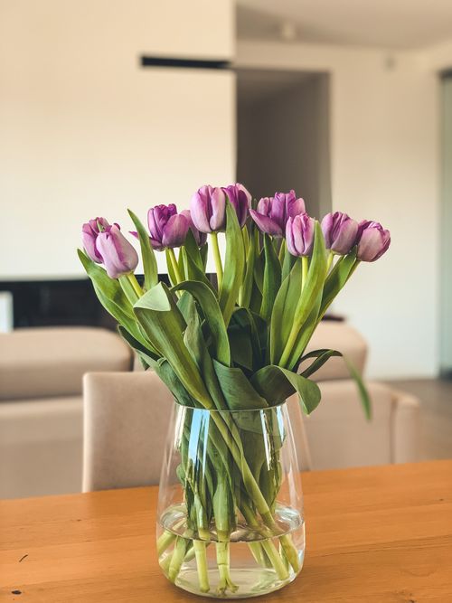 Free A vibrant arrangement of purple tulips in a glass vase on a wooden table indoors. Stock Photo