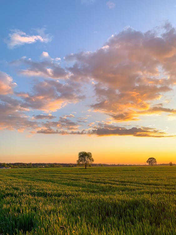 Foto stok gratis agrikultura, awan, bagus