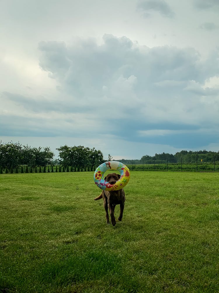 Dog With Toy On Lawn