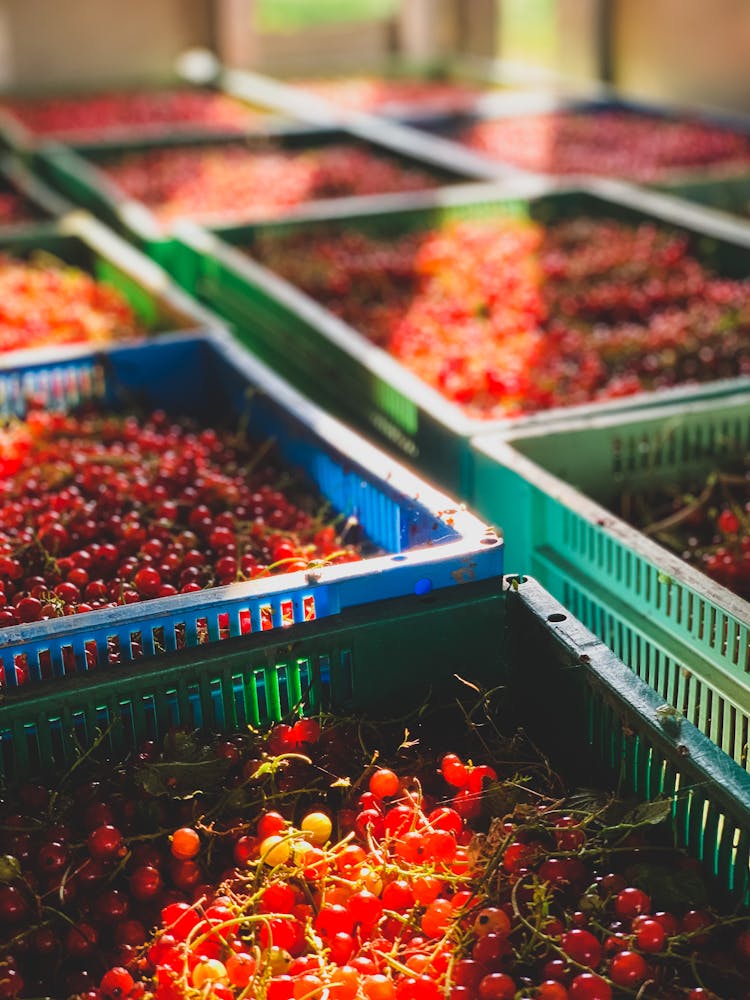 Berries In Boxes