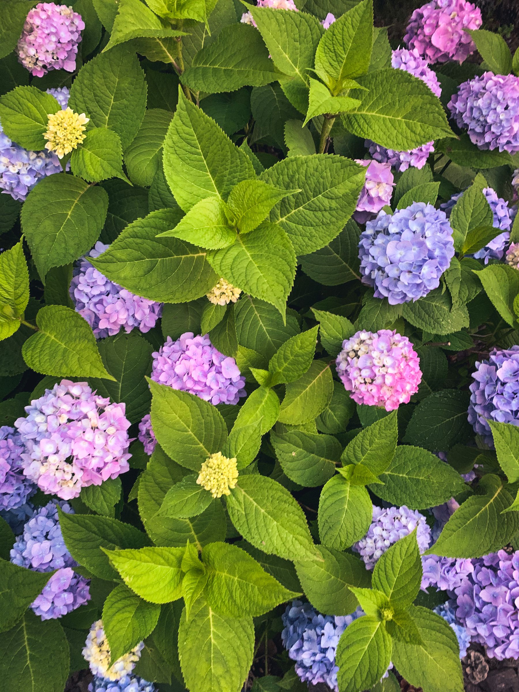 What NOT to Do With Old-Wood Types — hydrangea pruning and care