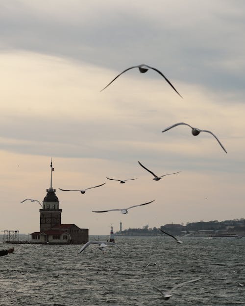 Flock of Birds Flying Over Body of Water