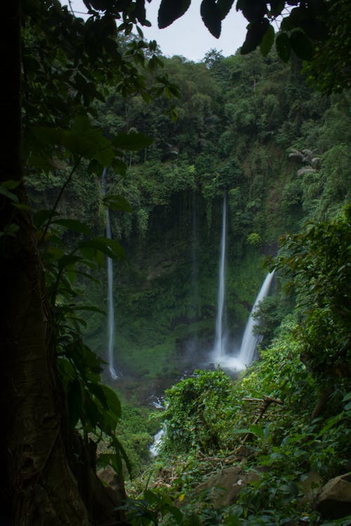 Waterfalls on Rain Forest Photo