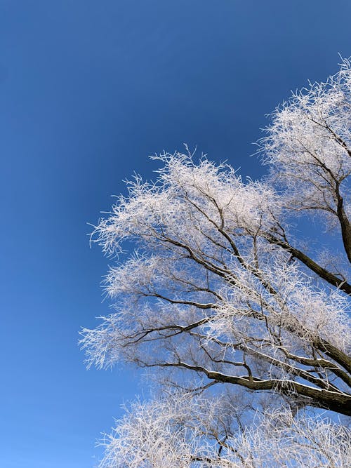 Gratis stockfoto met bladerloos, blauwe lucht, boom