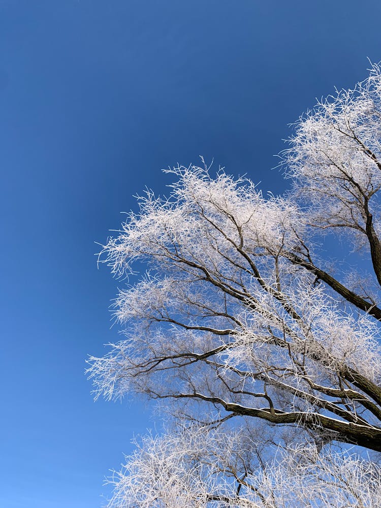 Winter Tree Under Blue Sky