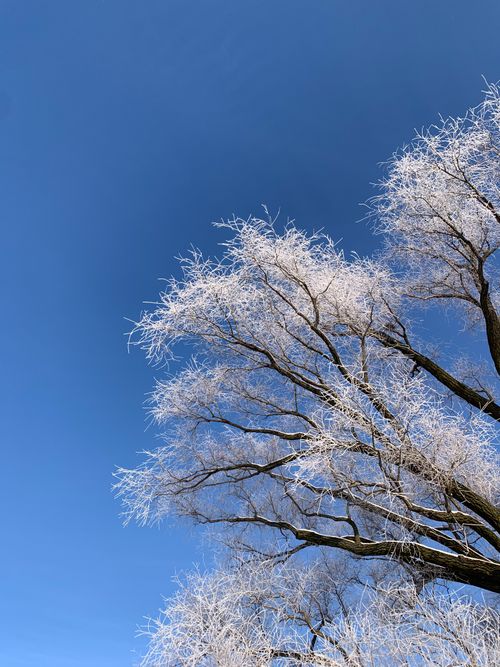 Free Leafless frosty tree branches reaching towards a clear blue winter sky, capturing a serene seasonal atmosphere. Stock Photo