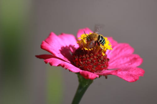 A Bee on a Flower