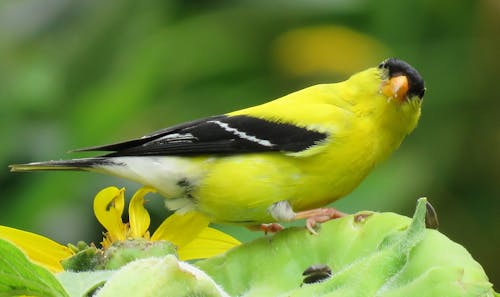Free stock photo of american goldfinch, animals, birds Stock Photo