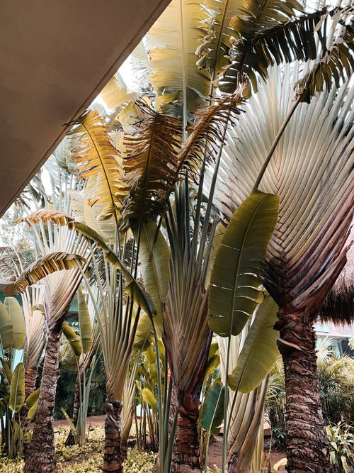 Free Vibrant palm trees flourish in a sunny, tropical garden setting, rich with lush foliage. Stock Photo