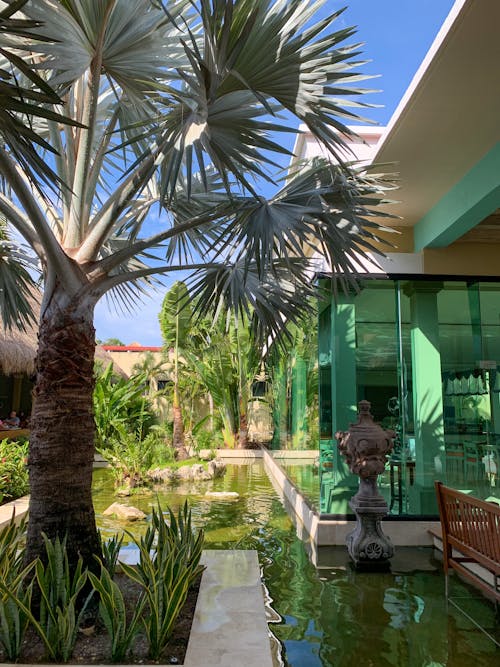 Palm Tree near Pond in House