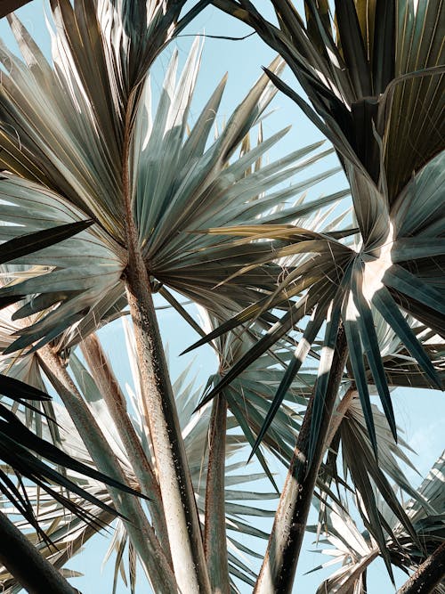 Palm Tree Close-Up Photo