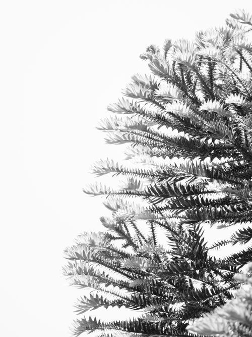 Free Elegantly captured black and white image of tropical branches on a white background. Stock Photo