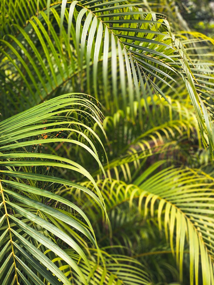 Closeup Of Green Palm Leaves