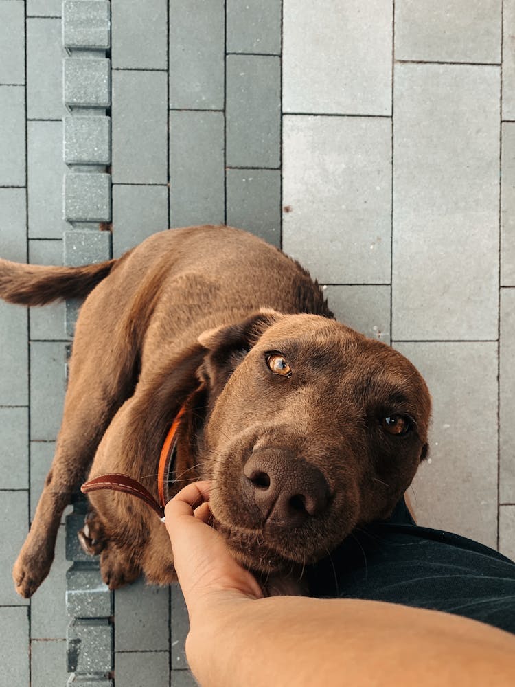 Hand Patting Dog