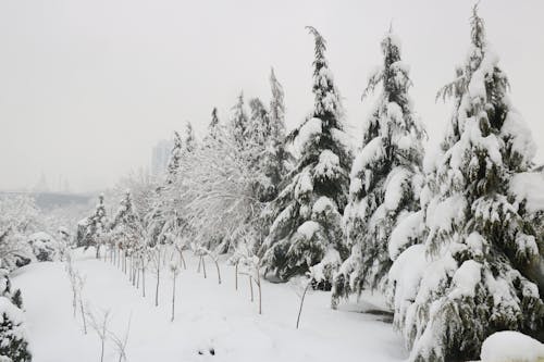 güzel arka plan, kar, karla kaplı ağaçlar içeren Ücretsiz stok fotoğraf