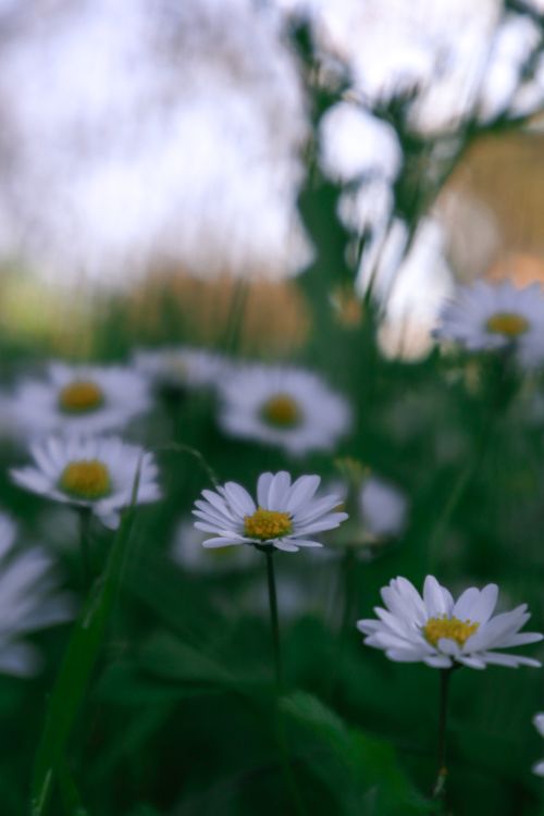 Free Vibrant close-up of blooming lawn daisies with soft focus effect, capturing a sunny spring day outdoors. Stock Photo