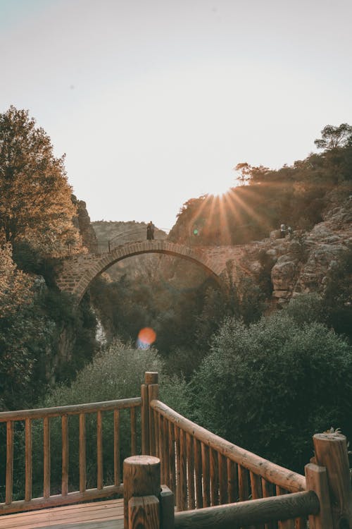 Imagine de stoc gratuită din apă curgătoare, arbori, arbuști