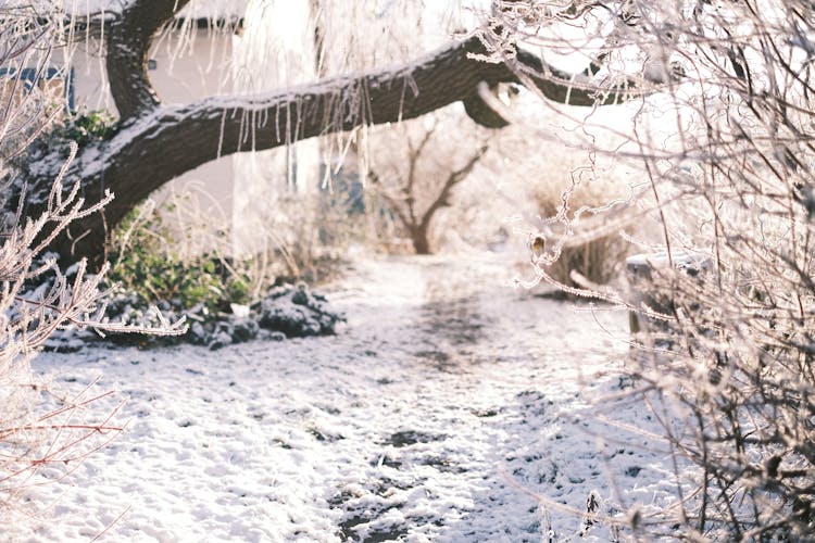 Winter Garden With Frost