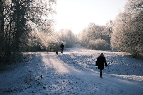 Foto profissional grátis de andando, árvores nuas, coberto de neve