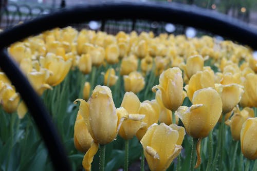 Darmowe zdjęcie z galerii z kwiat, piękny kwiat, żółty kwiat