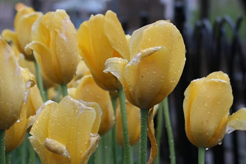 Foto stok gratis bunga, bunga kuning