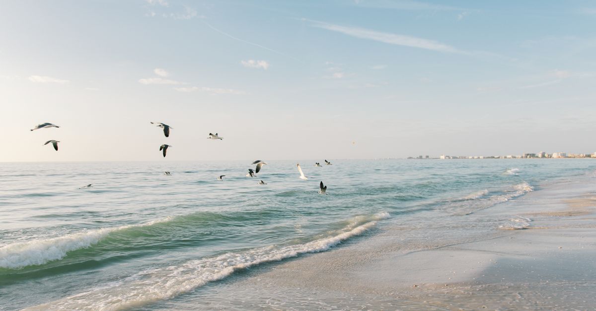 Seagulls fly over the gentle waves at St. Pete Beach, creating a tranquil seascape.