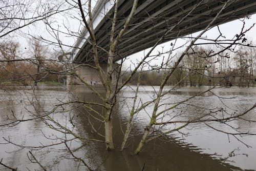 Foto profissional grátis de árvore, margem do rio