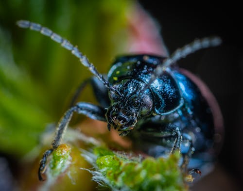Selective Focus Photography Of Jewel Beetle