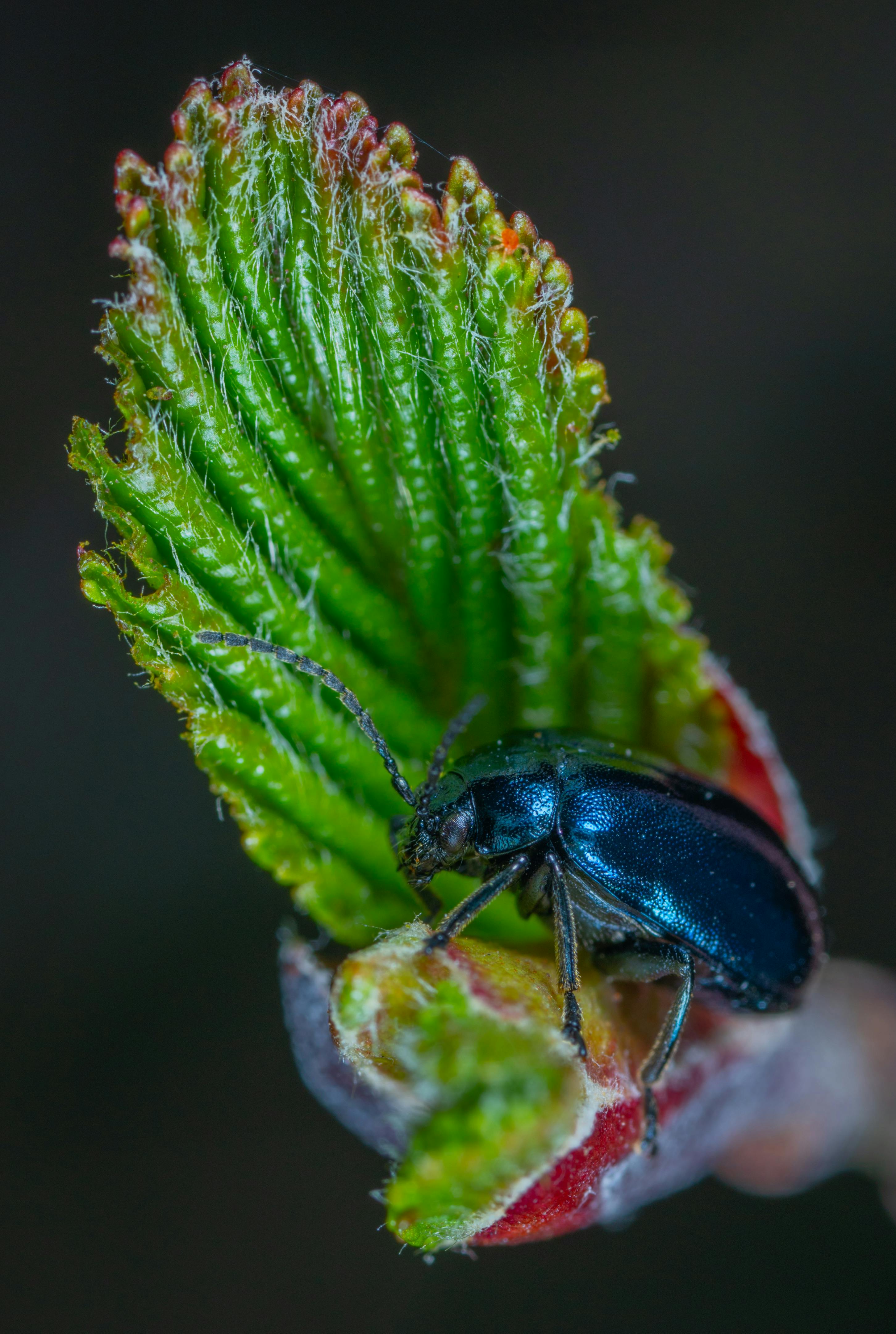 一只蓝色甲虫栖息在户外充满活力的绿叶嫩芽上，这是一张详细的宏观摄影作品